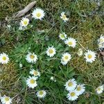 Bellis perennisKvet