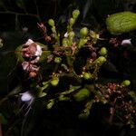 Hirtella triandra Цвят