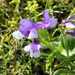 Lathyrus nervosus Buveinė