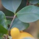 Solanum mammosum Leaf