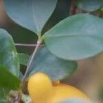 Solanum mammosum Feuille