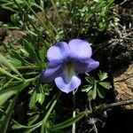 Viola pedata Staniste