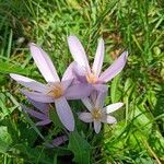 Colchicum multiflorumFlor