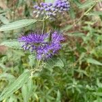 Caryopteris × clandonensis Çiçek