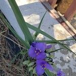 Tradescantia occidentalis Flower