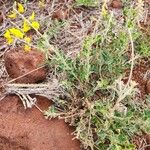 Crotalaria emarginella Hoja