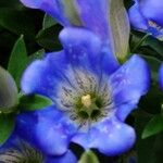 Gentiana acaulis Квітка