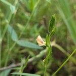 Zornia latifolia Flor