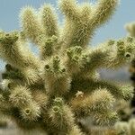 Cylindropuntia bigelovii Plod