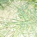 Paspalum scrobiculatum 叶