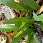 Allium tricoccum Blatt