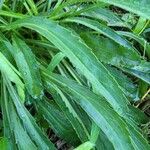 Leucanthemum maximumЛисток