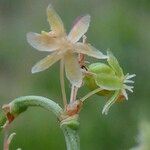 Rumex acetosella Květ