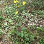Crepis lampsanoides Libunga