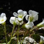 Saxifraga sibirica Flor