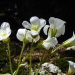 Saxifraga sibirica Çiçek