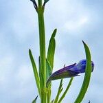 Salvia chamaedryoides Fleur
