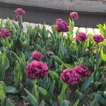 Tulipa spp. ᱵᱟᱦᱟ