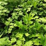 Filipendula rubra Foglia