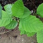 Quercus michauxii Leaf