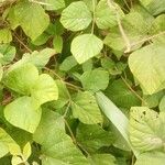 Neustanthus phaseoloides पत्ता