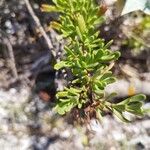 Limbarda crithmoides 葉