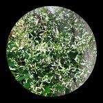 Chamaesyce hypericifolia Цвят
