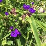 Tradescantia × andersoniana Flower