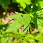 Stellaria nemorum Leaf