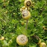 Gardenia ternifolia Fruit