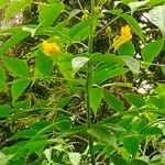 Senna occidentalisFlower