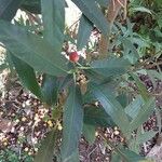 Ficus erecta Levél