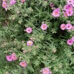 Symphyotrichum novae-angliae Habit