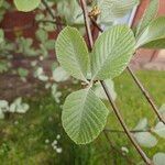 Aria edulis Leaf