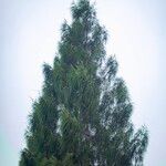 Casuarina equisetifolia Leaf