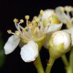 Sorbus californica Kukka