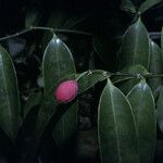 Ptychopetalum olacoides Fruit