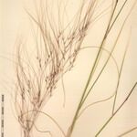 Stipella parviflora その他の提案