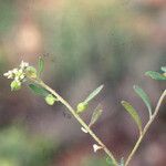 Lobularia libyca その他の提案