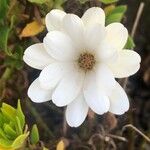 Dimorphotheca fruticosa Flower