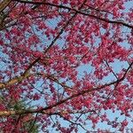 Prunus campanulata عادت داشتن