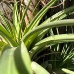 Tillandsia utriculata Leaf