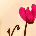 Cyclamen persicum Fleur