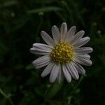 Erigeron karvinskianusFlower