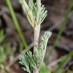 Platycapnos spicata Bark