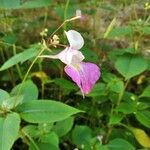 Impatiens balfourii Flower