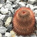 Mammillaria spinosissima Leaf