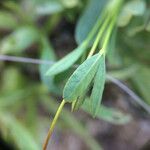 Trifolium depauperatum Folha