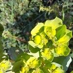 Euphorbia helioscopia Õis