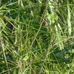 Scleria secans Лист
